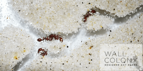 Wall Colony Designer Ant Farms ant trail closeup